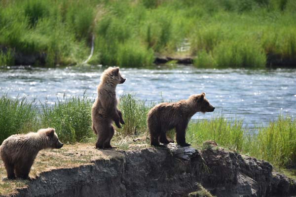 bear safari alaska