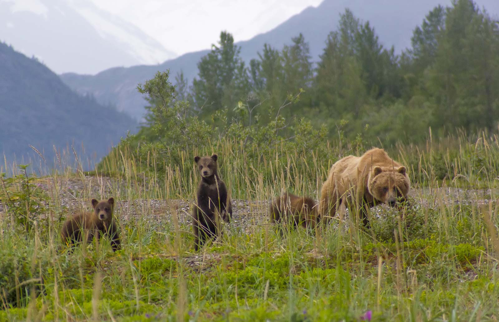 bear safari alaska