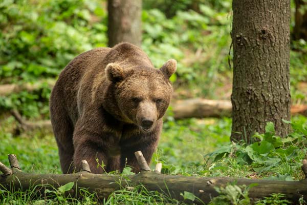 Brown_Bear_Hoonah_Alaska_p8