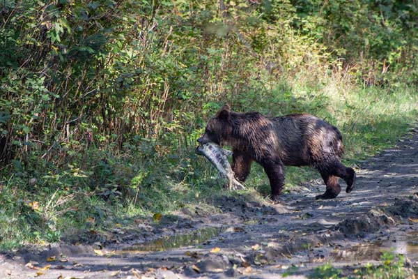 Brown_Bear_Salmon_Hoonah_Alaska_p9